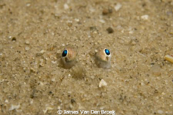 The watchful eyes of a burried sole. Nikon D80, 60mm with... by James Van Den Broek 
